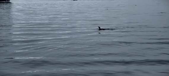 HDS26-26, Day 4, IMG_20260111_104240 © Unknown photographer - Oceanwide Expeditions.jpg