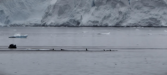 HDS26-26, Day 4, IMG_20260111_114944 © Unknown photographer - Oceanwide Expeditions.jpg