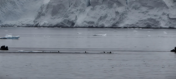 HDS26-26, Day 4, IMG_20260111_114945 © Unknown photographer - Oceanwide Expeditions.jpg