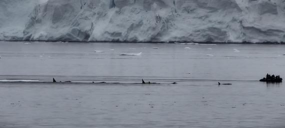 HDS26-26, Day 4, IMG_20260111_114947 © Unknown photographer - Oceanwide Expeditions.jpg