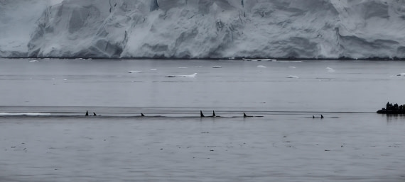 HDS26-26, Day 4, IMG_20260111_114949 © Unknown photographer - Oceanwide Expeditions.jpg