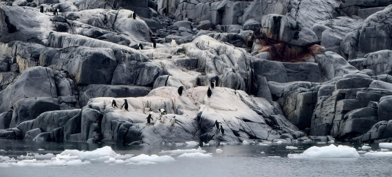 HDS26-26, Day 4, IMG_20260111_143549 © Unknown photographer - Oceanwide Expeditions.jpg
