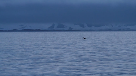 HDS26-26, Day 4, PLUX4574 © Jade Heister - Oceanwide Expeditions.JPG