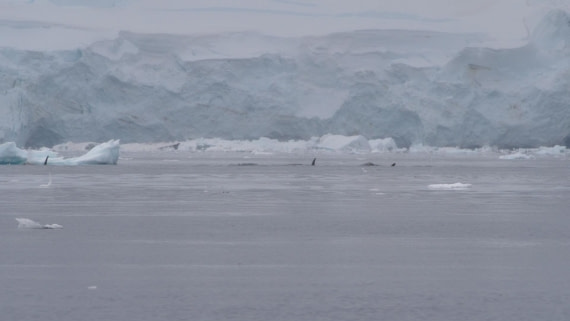 HDS26-26, Day 4, PLUX4732 © Jade Heister - Oceanwide Expeditions.JPG