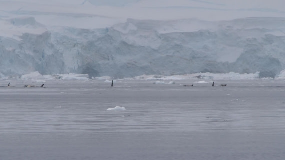 HDS26-26, Day 4, PLUX4782 © Jade Heister - Oceanwide Expeditions.JPG