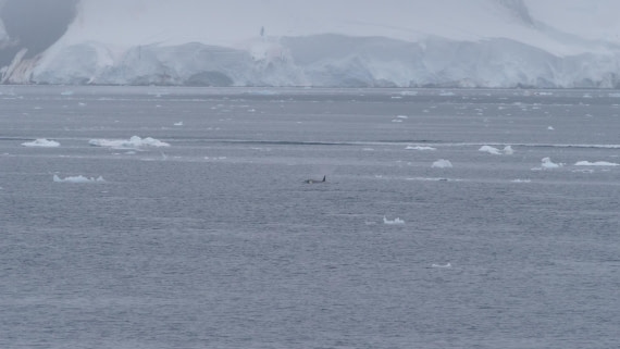 HDS26-26, Day 4, PLUX4794 © Jade Heister - Oceanwide Expeditions.JPG