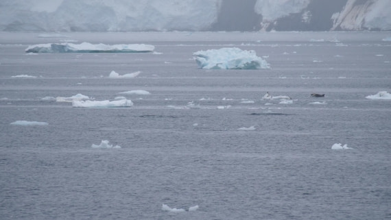 HDS26-26, Day 4, PLUX4859 © Jade Heister - Oceanwide Expeditions.JPG