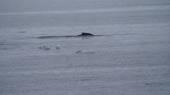 HDS26-26, Day 4, PLUX4989 © Jade Heister - Oceanwide Expeditions.JPG