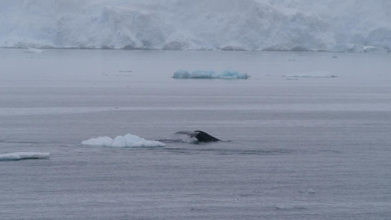 HDS26-26, Day 4, PLUX5156 © Jade Heister - Oceanwide Expeditions.JPG