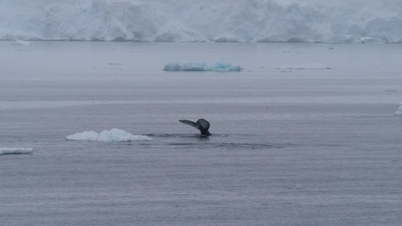 HDS26-26, Day 4, PLUX5162 © Jade Heister - Oceanwide Expeditions.JPG