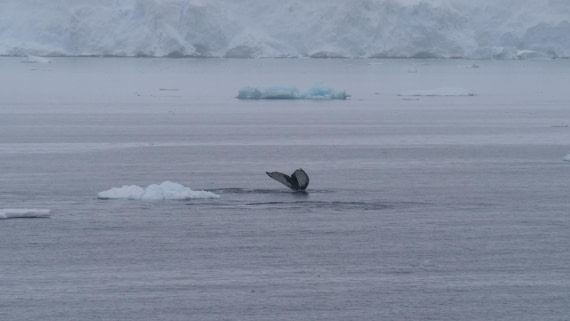 HDS26-26, Day 4, PLUX5164 © Jade Heister - Oceanwide Expeditions.JPG