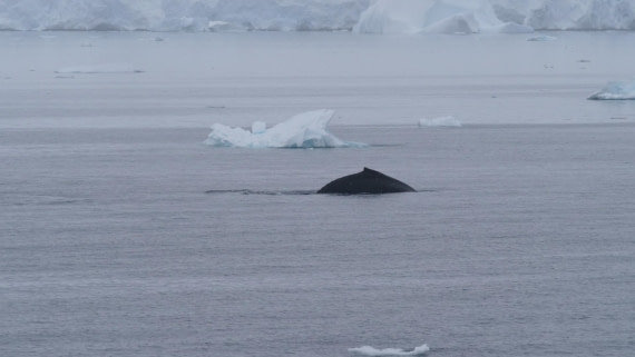 HDS26-26, Day 4, PLUX5181 © Jade Heister - Oceanwide Expeditions.JPG