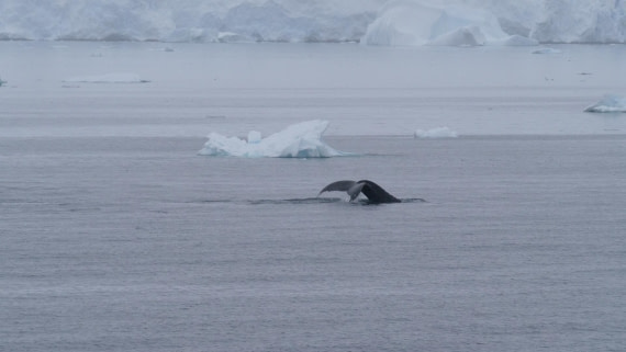 HDS26-26, Day 4, PLUX5196 © Jade Heister - Oceanwide Expeditions.JPG