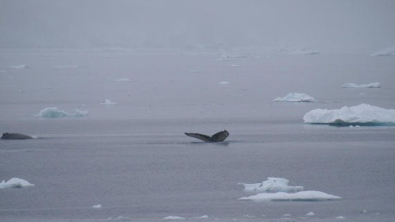 HDS26-26, Day 4, PLUX5289 © Jade Heister - Oceanwide Expeditions.JPG