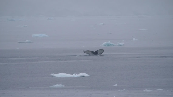 HDS26-26, Day 4, PLUX5323 © Jade Heister - Oceanwide Expeditions.JPG