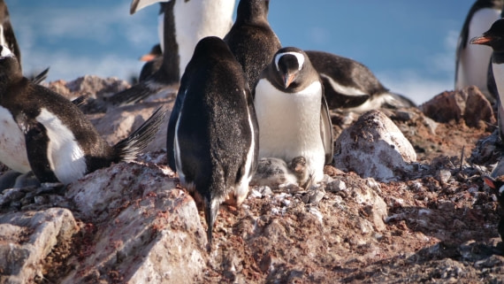 HDS26-26, Day 4, PLUX5366 © Jade Heister - Oceanwide Expeditions.JPG