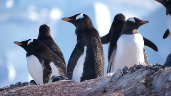 HDS26-26, Day 4, PLUX5390 © Jade Heister - Oceanwide Expeditions.JPG