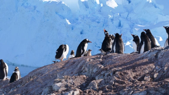 HDS26-26, Day 4, PLUX5396 © Jade Heister - Oceanwide Expeditions.JPG