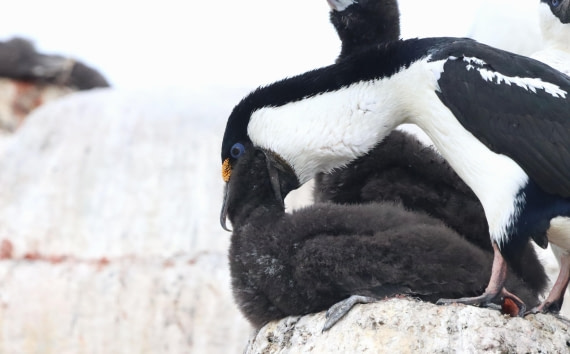 HDS26-26, Day 5, IMG_7444 © Unknown photographer - Oceanwide Expeditions.JPG