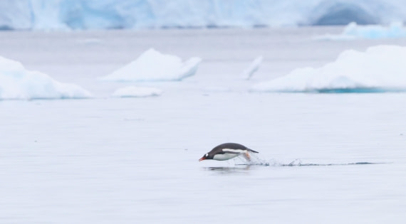 HDS26-26, Day 5, IMG_7496 © Unknown photographer - Oceanwide Expeditions.JPG