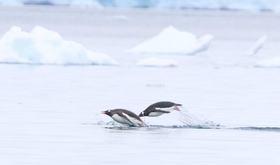 HDS26-26, Day 5, IMG_7498 © Unknown photographer - Oceanwide Expeditions.JPG