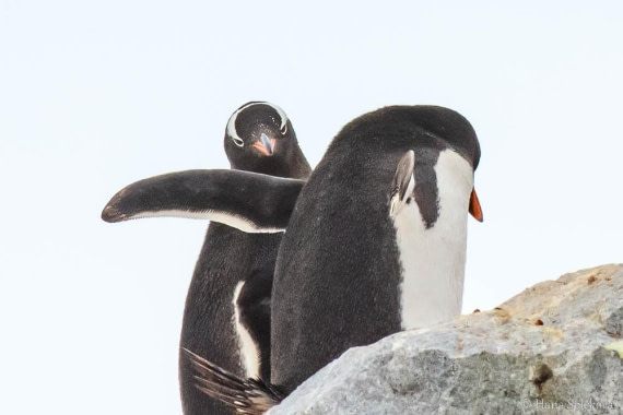 HDS26-26, Day 6, _DSC9030 © Hana Spickova - Oceanwide Expeditions.jpg