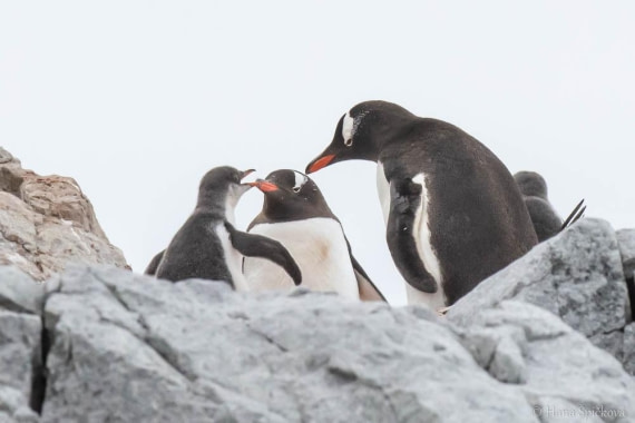 HDS26-26, Day 6, _DSC9032 © Hana Spickova - Oceanwide Expeditions.jpg