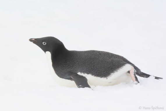 HDS26-26, Day 6, _DSC9041 © Hana Spickova - Oceanwide Expeditions.jpg