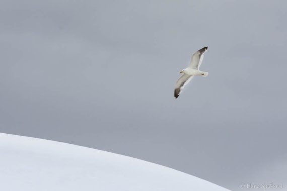 HDS26-26, Day 6, _DSC9057 © Hana Spickova - Oceanwide Expeditions.jpg