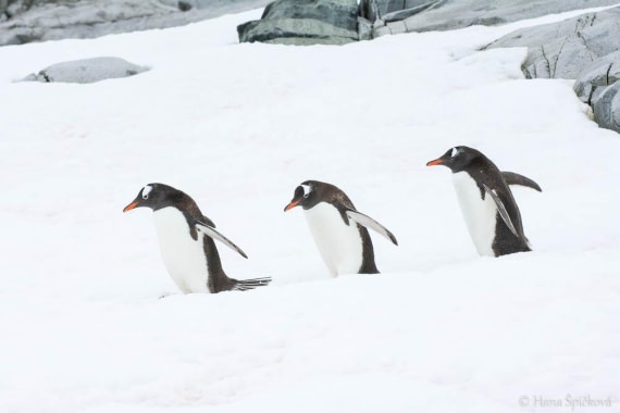 HDS26-26, Day 6, _DSC9067 © Hana Spickova - Oceanwide Expeditions.jpg