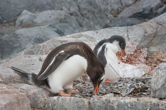 HDS26-26, Day 6, _DSC9072 © Hana Spickova - Oceanwide Expeditions.jpg