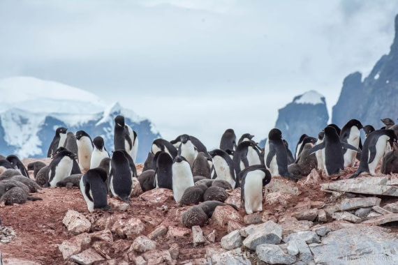 HDS26-26, Day 6, _DSC9074 © Hana Spickova - Oceanwide Expeditions.jpg