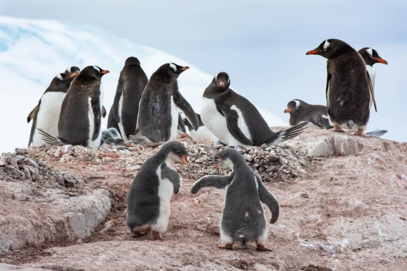 HDS26-26, Day 6, _DSC9077 © Hana Spickova - Oceanwide Expeditions.jpg