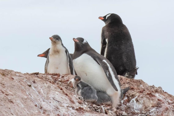 HDS26-26, Day 6, _DSC9085 © Hana Spickova - Oceanwide Expeditions.jpg