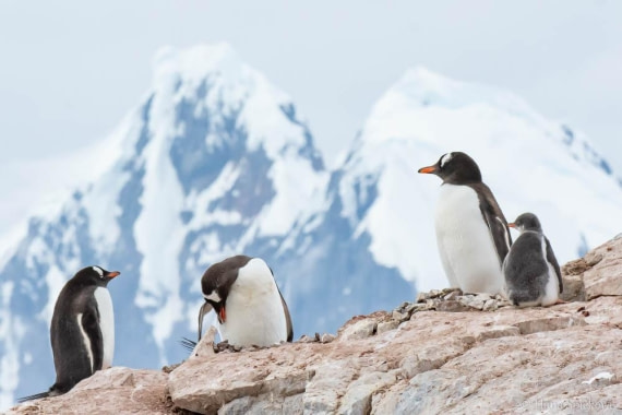 HDS26-26, Day 6, _DSC9086 © Hana Spickova - Oceanwide Expeditions.jpg