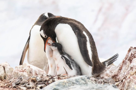 HDS26-26, Day 6, _DSC9093 © Hana Spickova - Oceanwide Expeditions.jpg