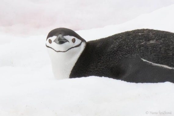 HDS26-26, Day 6, _DSC9100 © Hana Spickova - Oceanwide Expeditions.jpg