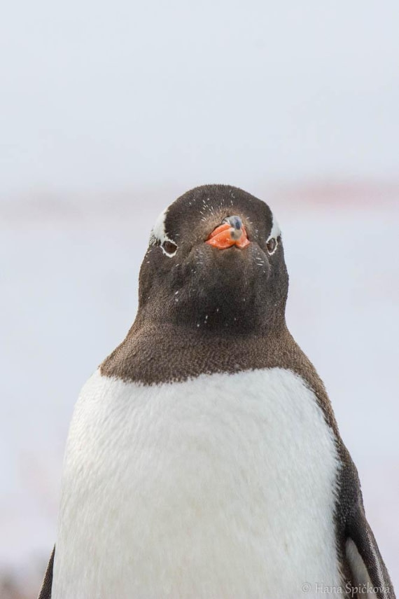 HDS26-26, Day 6, _DSC9102 © Hana Spickova - Oceanwide Expeditions.jpg