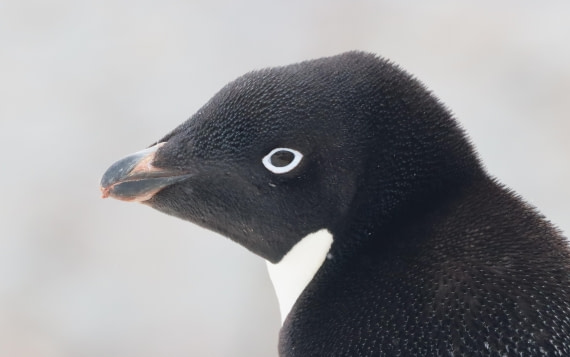 HDS26-26, Day 6, IMG_7548 © Unknown photographer - Oceanwide Expeditions.JPG