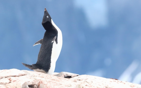 HDS26-26, Day 6, IMG_7622 © Unknown photographer - Oceanwide Expeditions.JPG