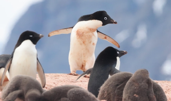 HDS26-26, Day 6, IMG_7706 © Unknown photographer - Oceanwide Expeditions.JPG