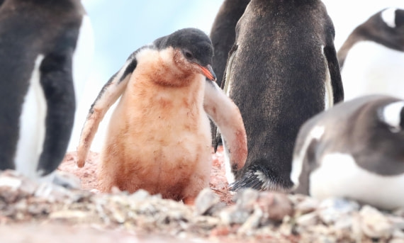 HDS26-26, Day 6, IMG_7711 © Unknown photographer - Oceanwide Expeditions.JPG