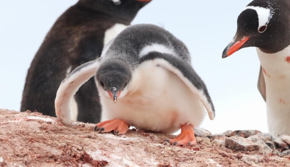 HDS26-26, Day 6, IMG_7746 © Unknown photographer - Oceanwide Expeditions.JPG