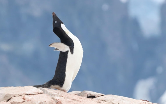HDS26-26, Day 6, IMG_7757 © Unknown photographer - Oceanwide Expeditions.JPG