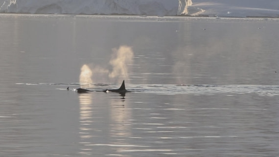 HDS26-26, Day 6, IMG_20260113_213944 © Unknown photographer - Oceanwide Expeditions.jpg