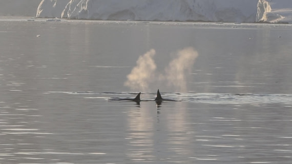 HDS26-26, Day 6, IMG_20260113_213945 © Unknown photographer - Oceanwide Expeditions.jpg