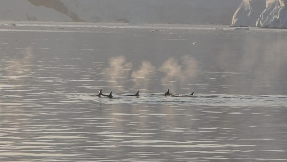 HDS26-26, Day 6, IMG_20260113_213953 © Unknown photographer - Oceanwide Expeditions.jpg