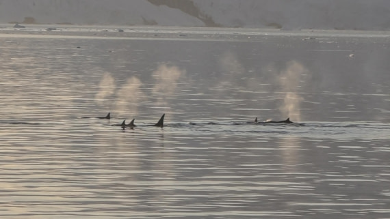 HDS26-26, Day 6, IMG_20260113_213956 © Unknown photographer - Oceanwide Expeditions.jpg