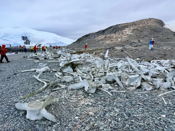 HDS26-26, Day 7, IMG_1831_Hana_(5) © Hana Spickova - Oceanwide Expeditions.jpg