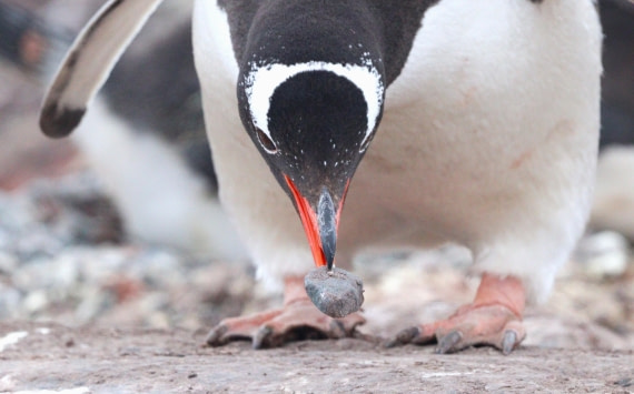 HDS26-26, Day 7, IMG_7904 © Unknown photographer - Oceanwide Expeditions.JPG